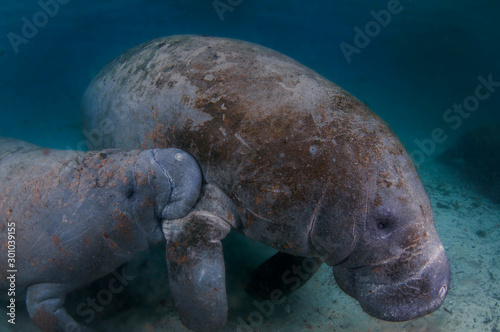 A young manatee calf nursing from it's mother.