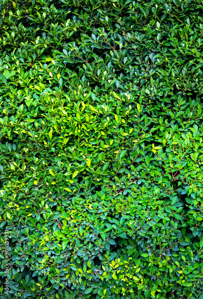 Green Leaves background 001
