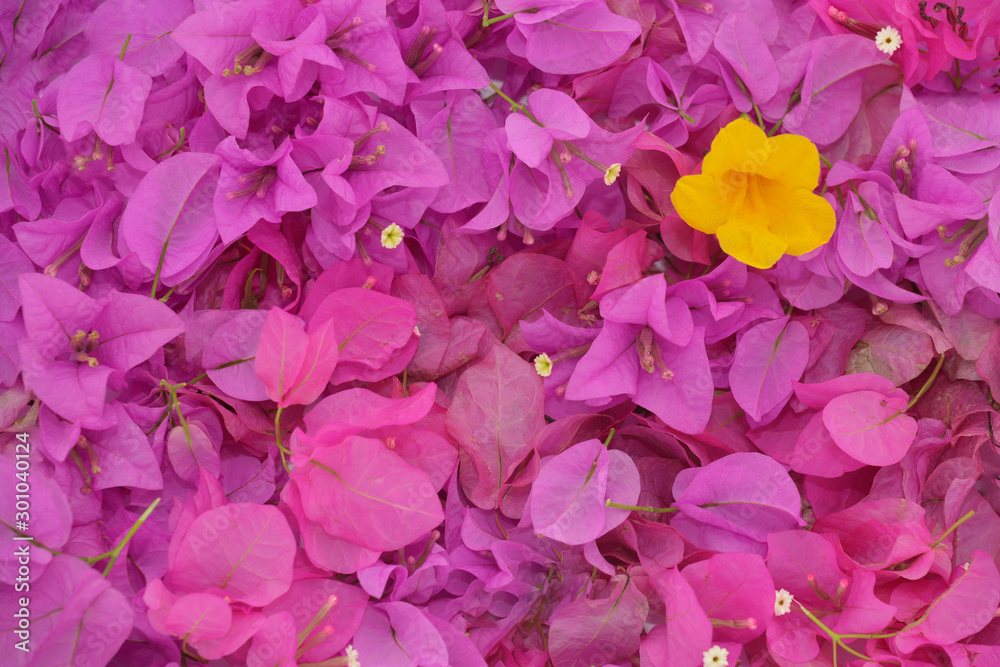 Obraz premium A luscious yellow flower on dense pink Bougainvillea petal