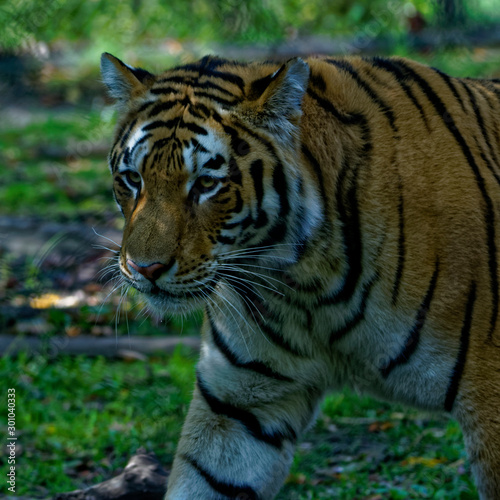 tiger in zoo