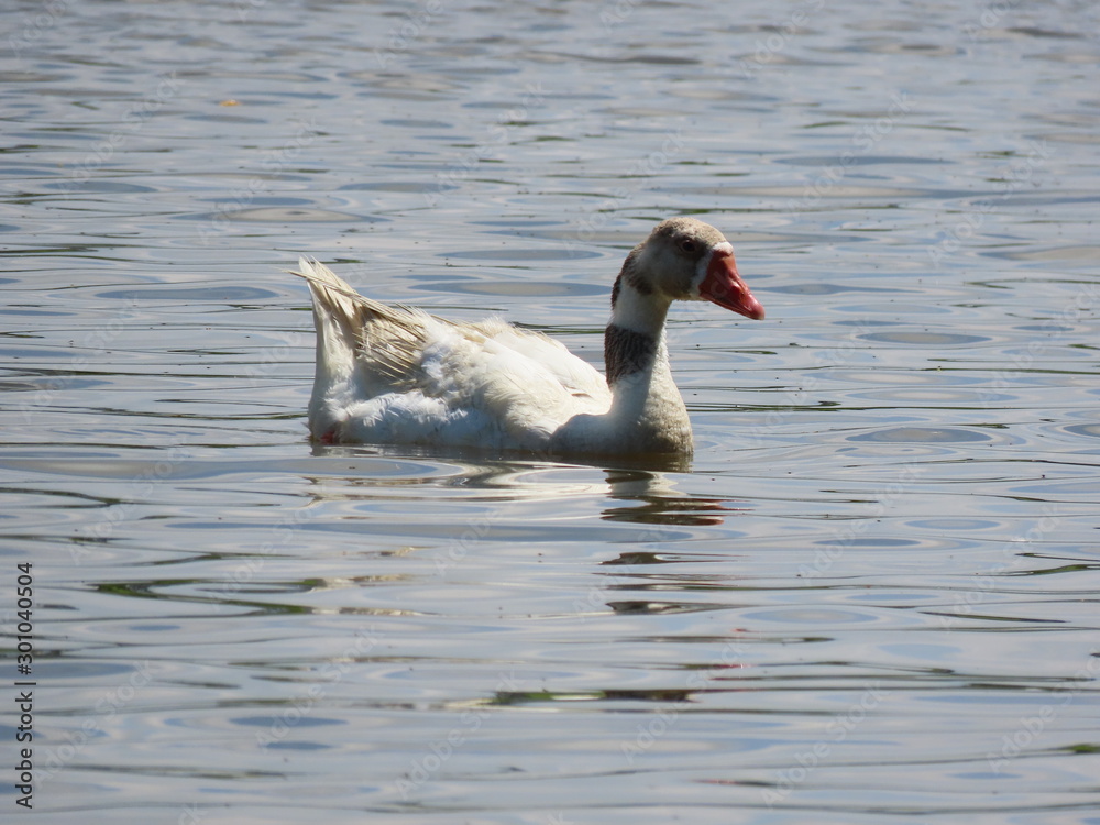 Fototapeta premium Duck swimming in a pond