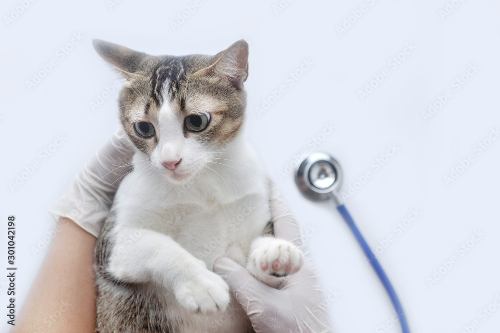Sick cat lying on the vet hand for a physical examination on white background. with copy space.