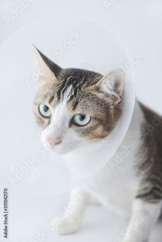 Fototapeta Naklejka Na Ścianę i Meble -  Portrait of sick cat wearing plastic cones sit on white background, with copy space. vertical image.