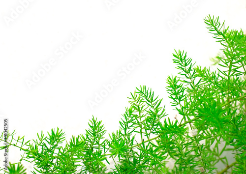 Minimal floral graphic element with green fluffy plant and white background  empty space for text.