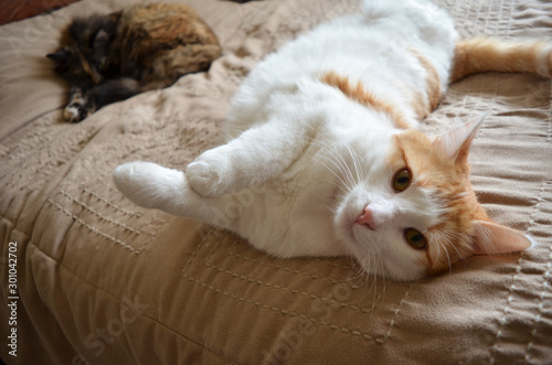 Canvas Print Young Cat Rolling on the Bed with Older Cat Avoiding It