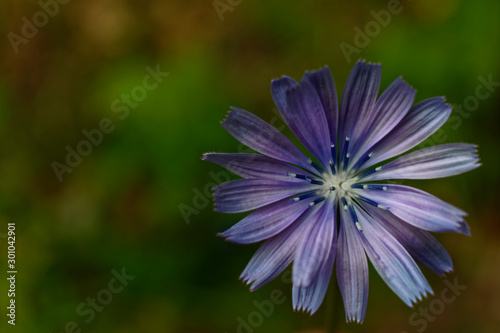 closeup of blue flower