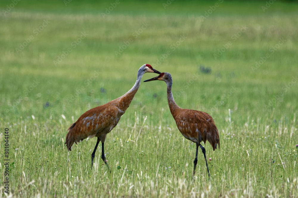 sandhill crane in the grass