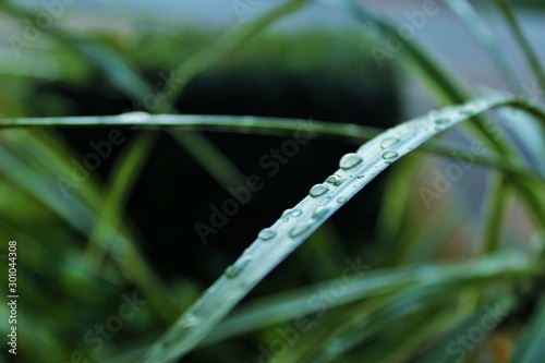 Plants and flowers: Water drops on leaves