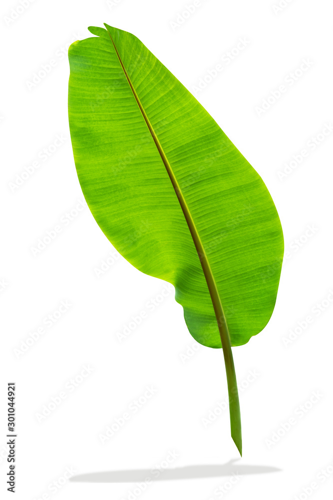 Fototapeta premium Green leaves pattern,leaf banana isolated on white background,include clipping path