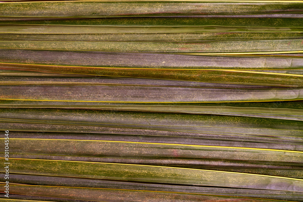 Green leaves pattern,leaf coconut texture Green leaves pattern,leaf coconut texture