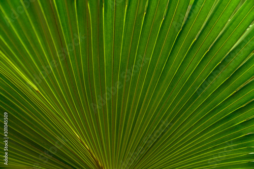 Green leaves texture tropical leaf for nature background leaf palm foliage tree