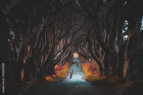 The Dark Hedges in Northern Ireland. Majestic, spooky and mysterious road across very old trees. Featured in the Game of Thrones as the Kings Road. photo