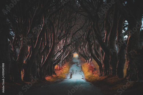 The Dark Hedges in Northern Ireland. Majestic, spooky and mysterious road across very old trees. Featured in the Game of Thrones as the Kings Road.