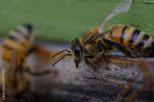 close up of a bee