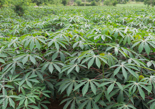 Green picture with cassava fields in the bright morning sun and the dewdrops on the leaves.