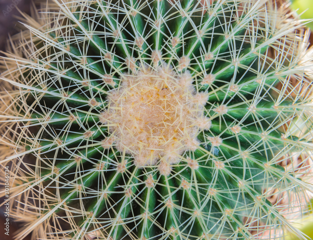 Cactus Texture natural background.Cactus spines are produced from specialized structures called