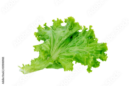 green lettuce leaves isolated on white background,Salad ingredient