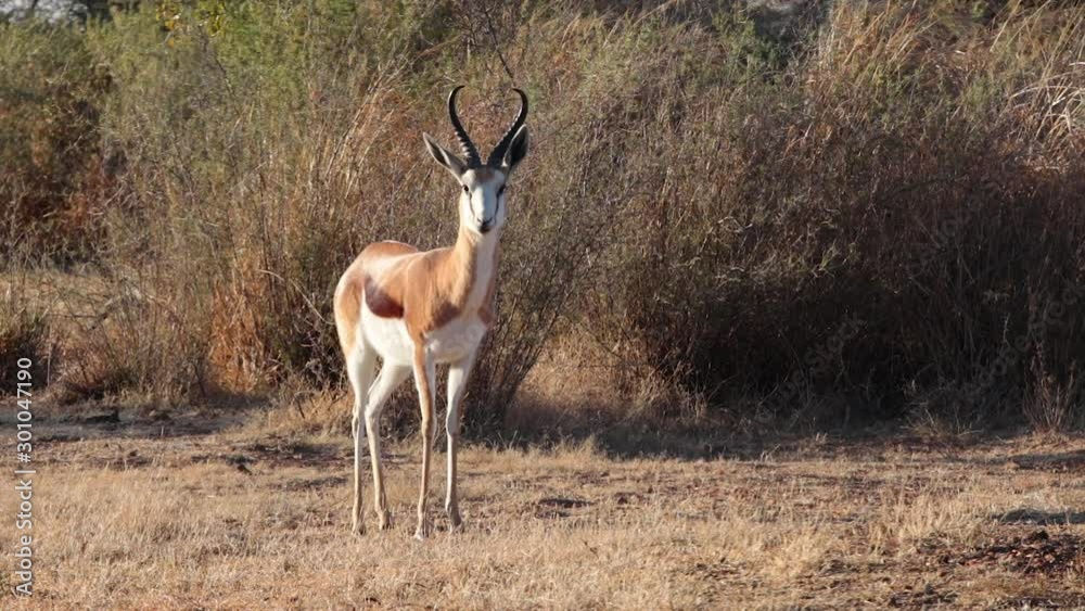 A springbuck looks at the camera while chewing A springbuck looks at the camera while chewing
