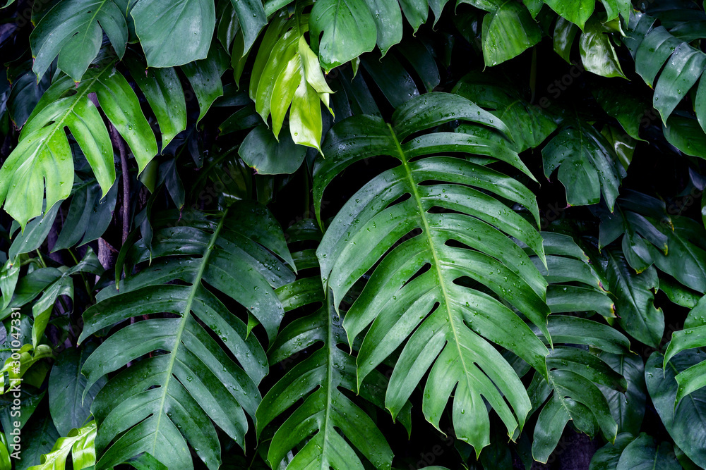 Fototapeta Tropikalne liście z kroplami deszczu