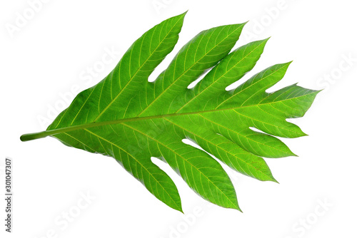 Green leaves pattern,leaf breadfruit isolated on white background,include clipping path photo