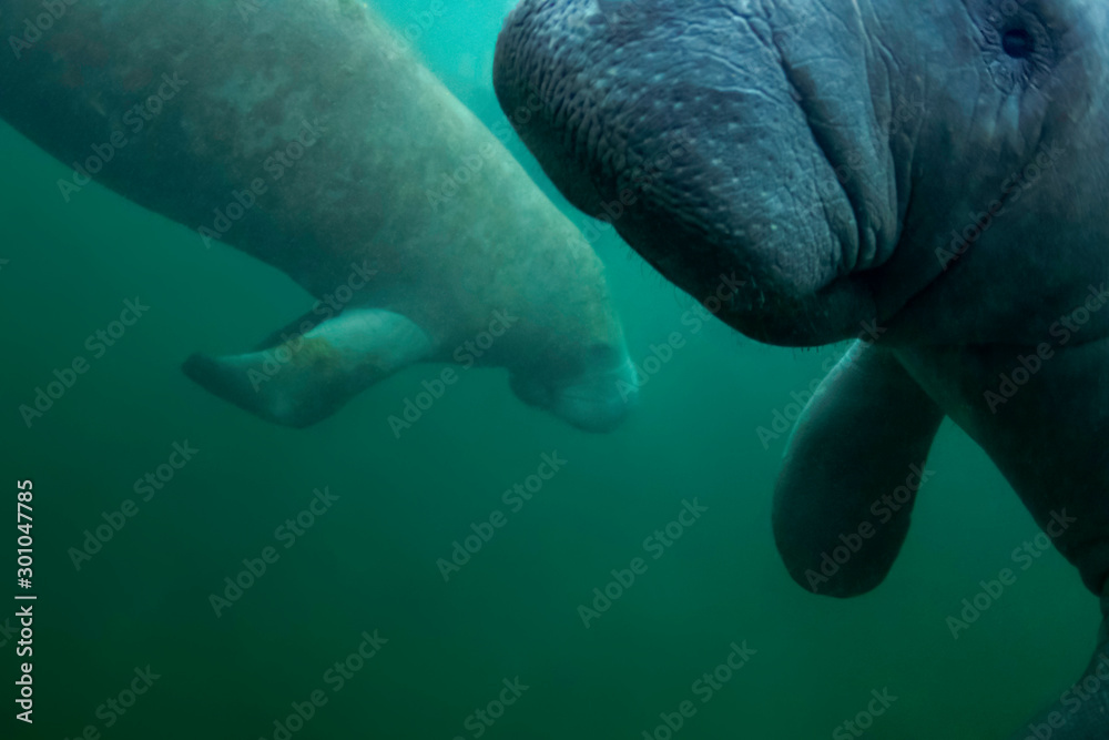 Fototapeta premium A pair of manatees enjoy the warm waters of Crystal River during a cold snap in Florida. 
