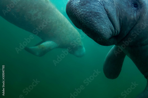A pair of manatees enjoy the warm waters of Crystal River during a cold snap in Florida. 