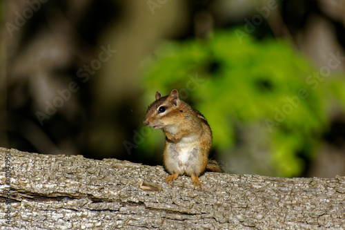 cute chipmunk eating a nut
