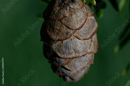 pine cone on tree