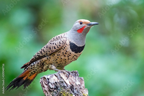 Male red-shafted northern flicker perched on tree stump