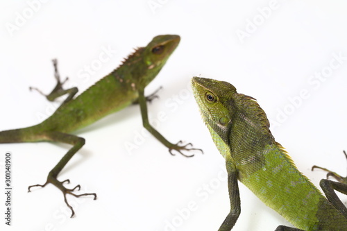 Bronchocela jubata, commonly known as the maned forest lizard, is a species of agamid lizard found mainly in Indonesia isolated on white background photo