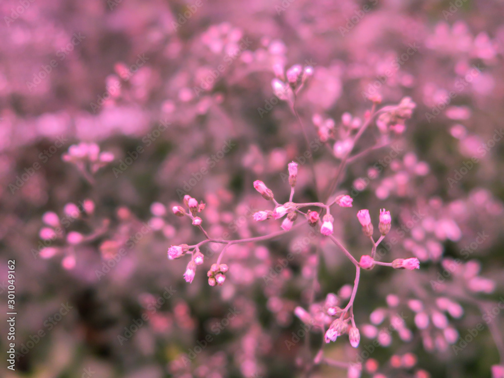 Closeup of pink flowers on the ground.Beautiful pink flower in meadow. Closeup of pink flowers on the ground.Beautiful pink flower in meadow.