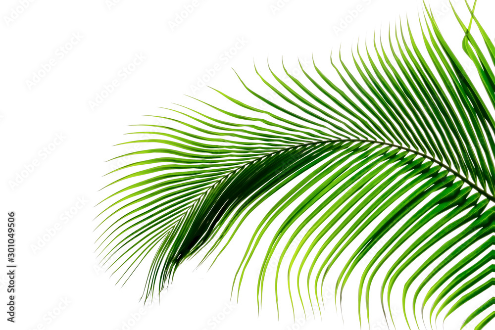 Obraz premium Green leaves pattern,leaf palm tree isolated on white background