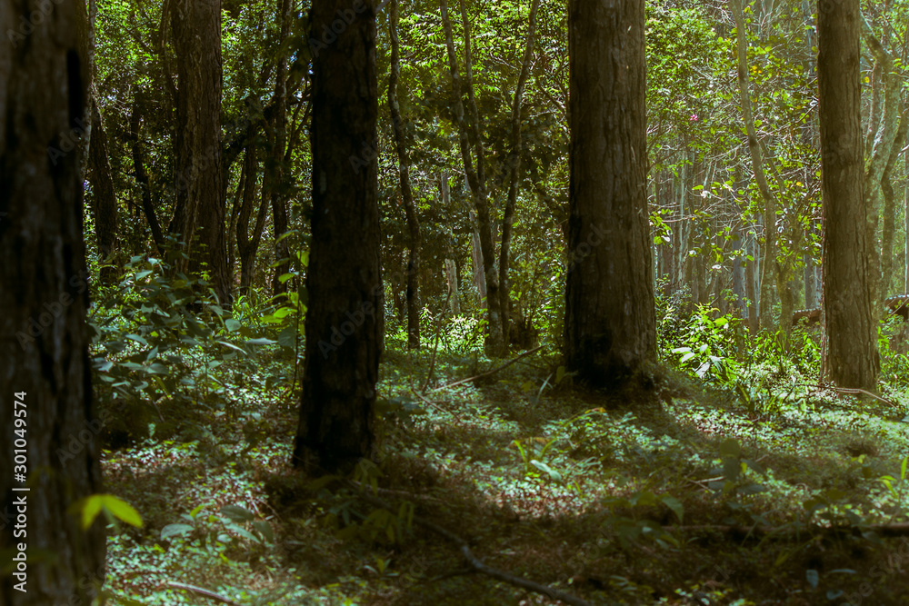 Fototapeta premium Forest