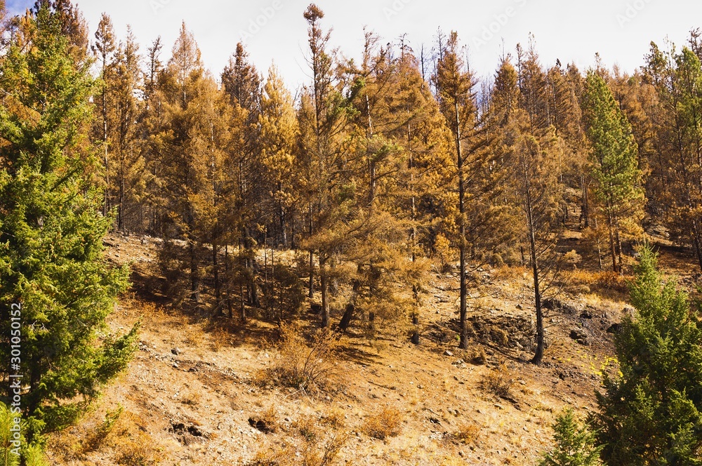 Forest fire burnt forest Forest fire burnt forest
