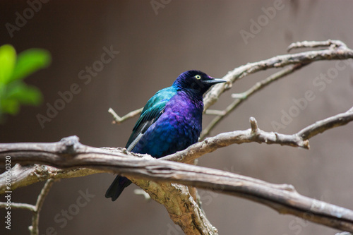 kingfisher on branch