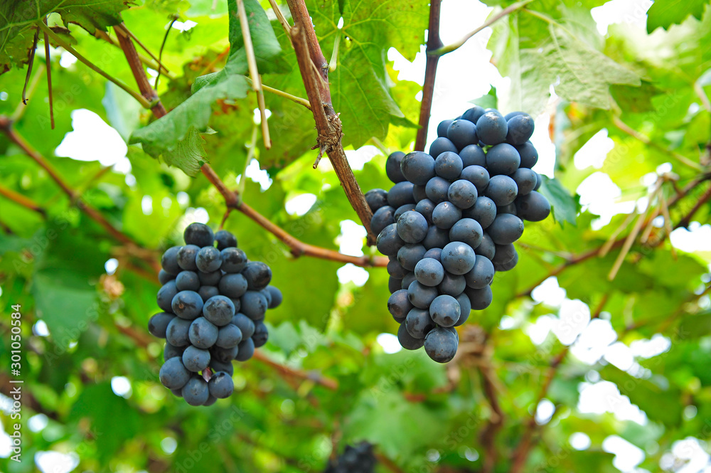 Ripe grapes in his vineyard Ripe grapes in his vineyard