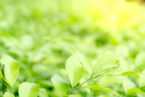 Green leaves pattern for summer or spring season concept,leaf blur textured,nature background © sirawut
