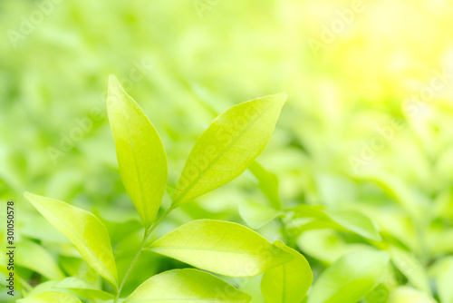 Green leaves pattern for summer or spring season concept leaf blur textured nature background