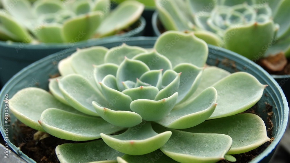 Closeup of graptopetalum paraguayense, a succulent plant in the jade plant family. A gardening and edible plant. Closeup of graptopetalum paraguayense, a succulent plant in the jade plant family. A gardening and edible plant.