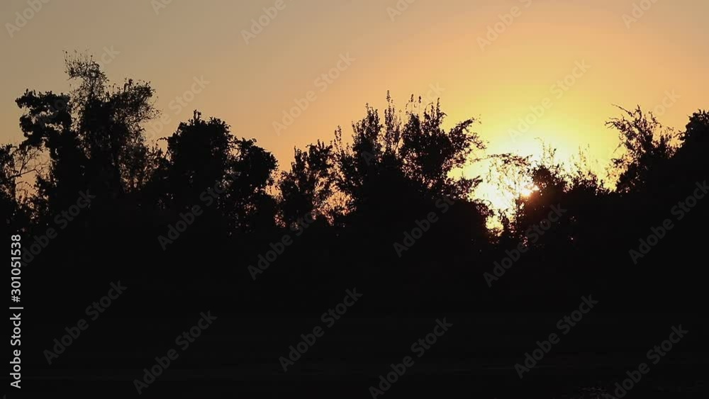 silhouette of tree at sunset silhouette of tree at sunset