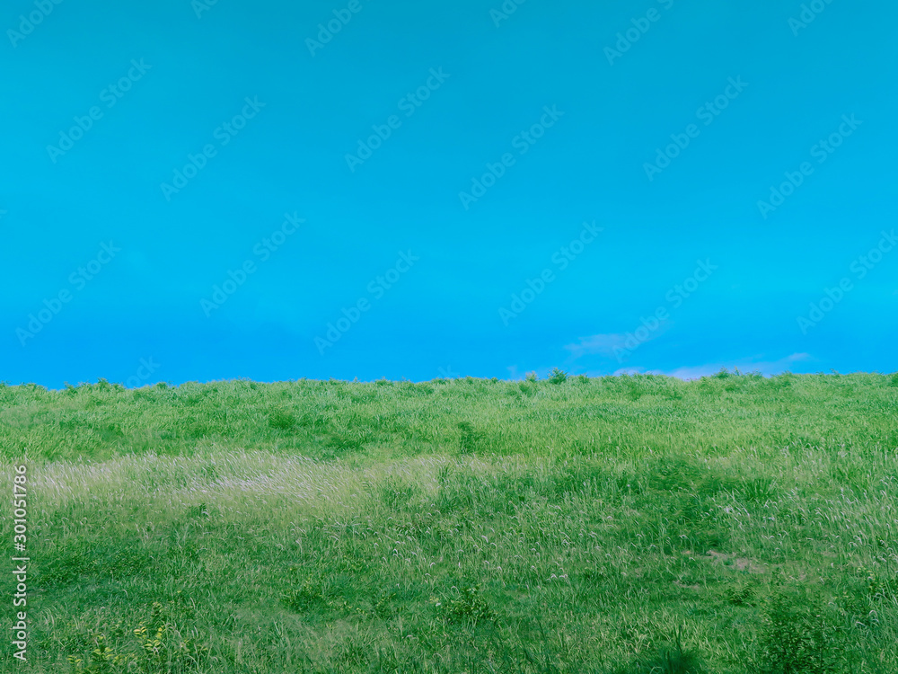 Beautiful green grass field and blue sky.