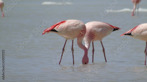 Flamingos in polques hot springs  Bolivia Potosi