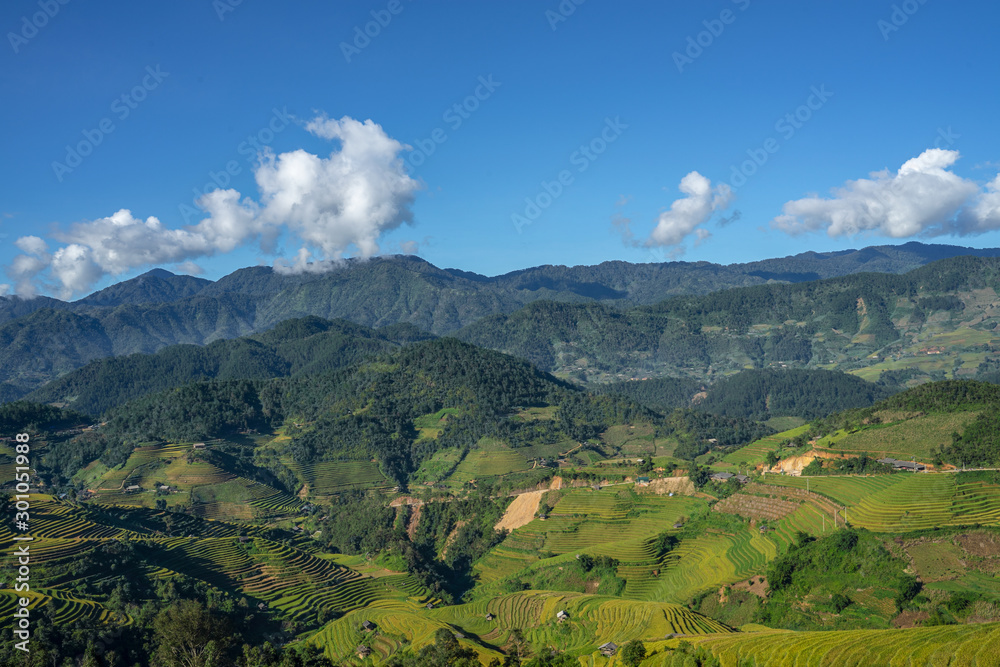Beautiful Dramatic view of growing golden paddy rice field on hill in background with blue sky at Mu cang chai local village on harvest season, Mu cang chai, Yenbai , Northwest of Vietnam