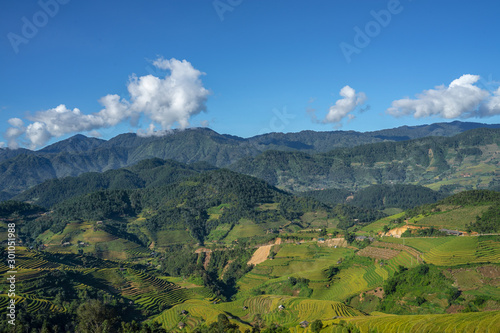 Beautiful Dramatic view of growing golden paddy rice field on hill in background with blue sky at Mu cang chai local village on harvest season  Mu cang chai  Yenbai   Northwest of Vietnam