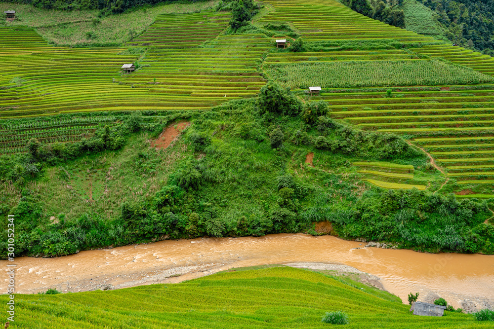 Beautiful Dramatic view of growing golden paddy rice field with stream flows through into Mu cang chai local village on harvest season, Mu cang chai, Yenbai , Northwest of Vietnam