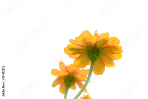 Closeup orange cosmos flowers,soft focus