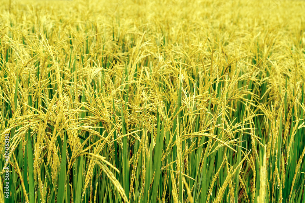 landscape of rice fields with golden light in Thailand landscape of rice fields with golden light in Thailand