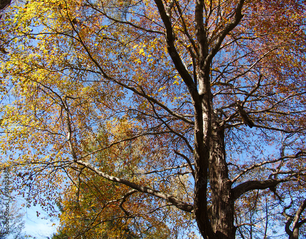 maple dogwood cherry