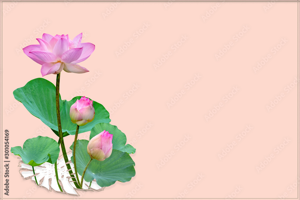 Beautiful violet pink water lily pattern for nature concept,Lotus flower and green leaves in pond with copy space isolated on pink background