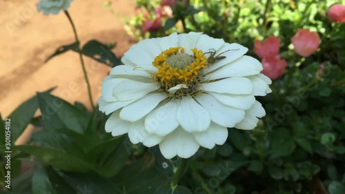 a white zinnia flower on the garden